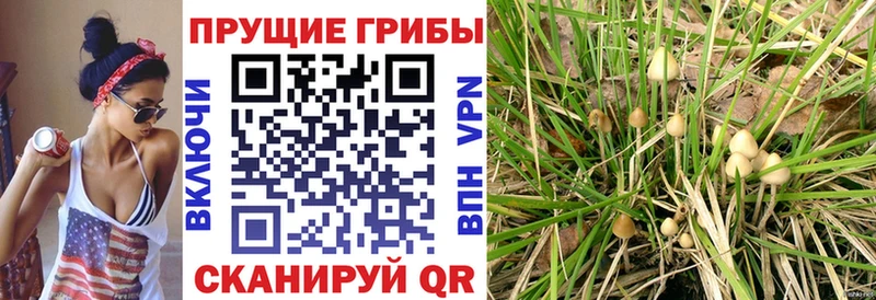 мега как войти  Партизанск  Псилоцибиновые грибы Psilocybe  купить наркотик 